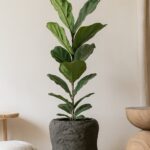 Clay Flower Pot for Plants