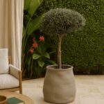 Olivier d'Intérieur & Pot Erratum Greige 60cm